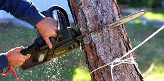 Best Tree Maintenance Programs  in Masontown, PA