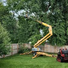 Best Lawn Renovation and Restoration  in Masontown, PA