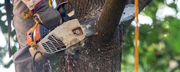 Best Storm Damage Tree Cleanup  in Masontown, PA