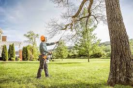 Best Palm Tree Trimming  in Masontown, PA
