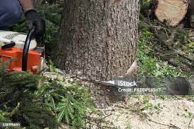How Our Tree Care Process Works  in  Masontown, PA