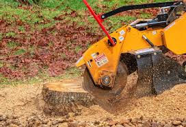 Best Root Management and Removal  in Masontown, PA
