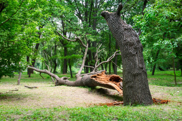 Best Emergency Tree Removal  in Masontown, PA