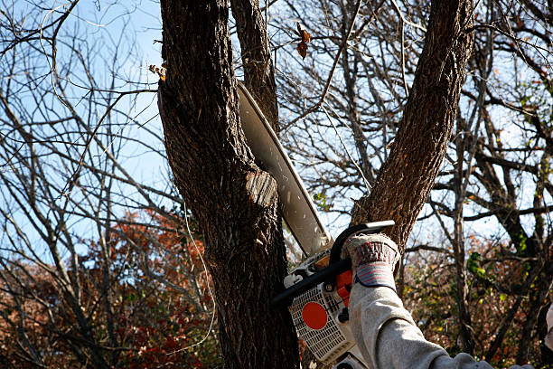 Best Soil Testing and Treatment  in Masontown, PA
