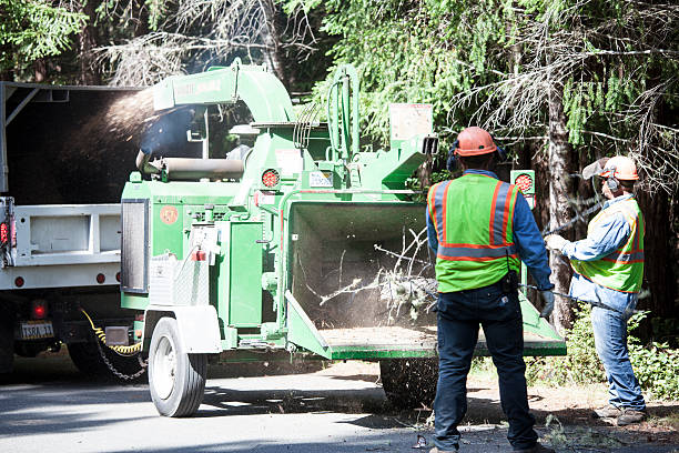 Best Stump Grinding and Removal  in Masontown, PA