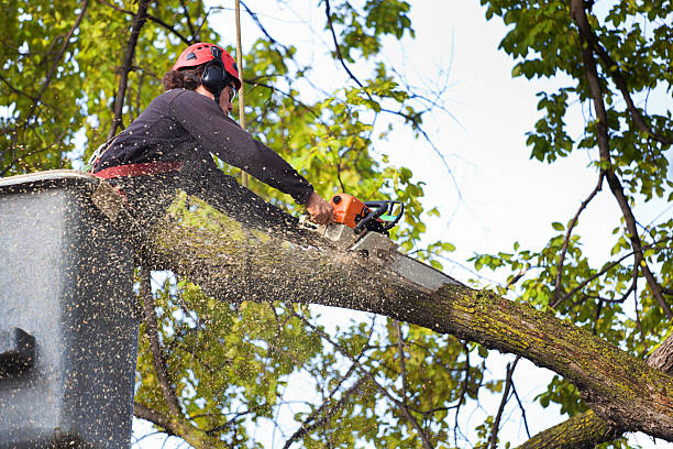 Best Utility Line Clearance  in Masontown, PA