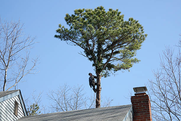 Best Leaf Removal  in Masontown, PA