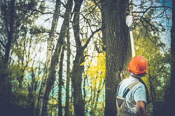 Trusted Masontown, PA Tree Care Experts