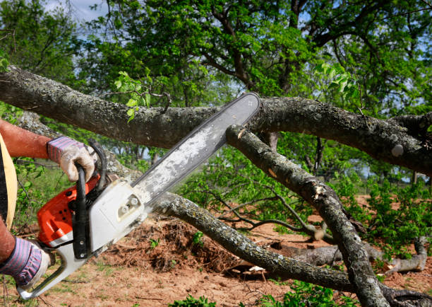 Best Tree Trimming and Pruning  in Masontown, PA