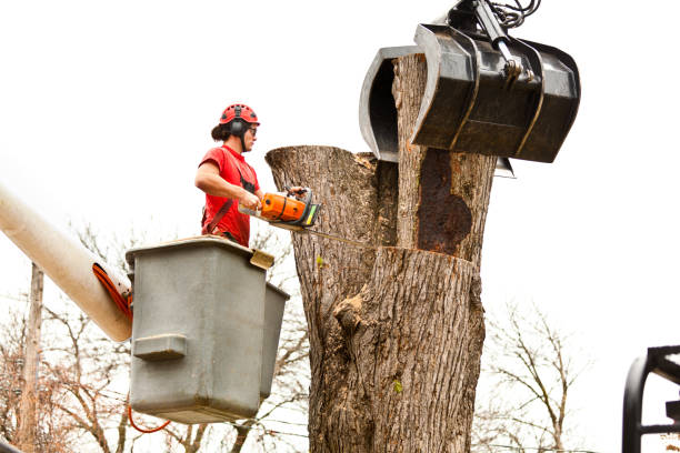 Best Commercial Tree Services  in Masontown, PA