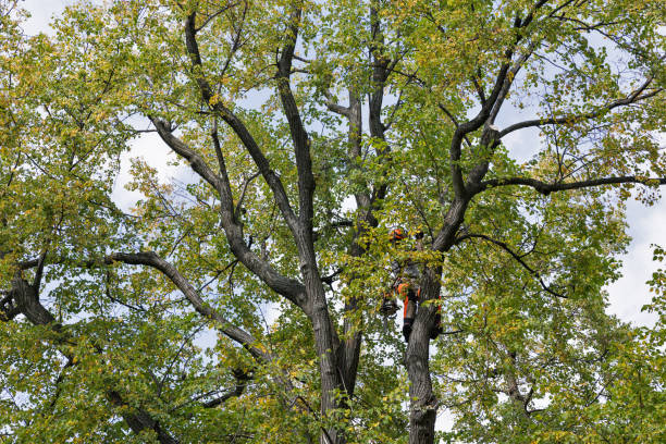 Best Hazardous Tree Removal  in Masontown, PA